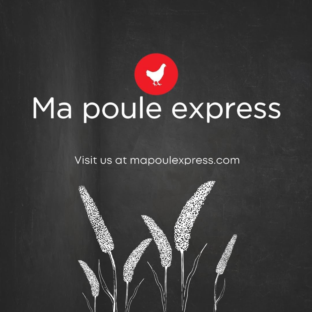 Ma Poule Express Worlds Freshest Sun-Dried Spray Millet GMO and Pesticide Free Original Bird Treat and Supplement for All Pet Birds Parakeets, Cockatiels and Finches 1 Lb