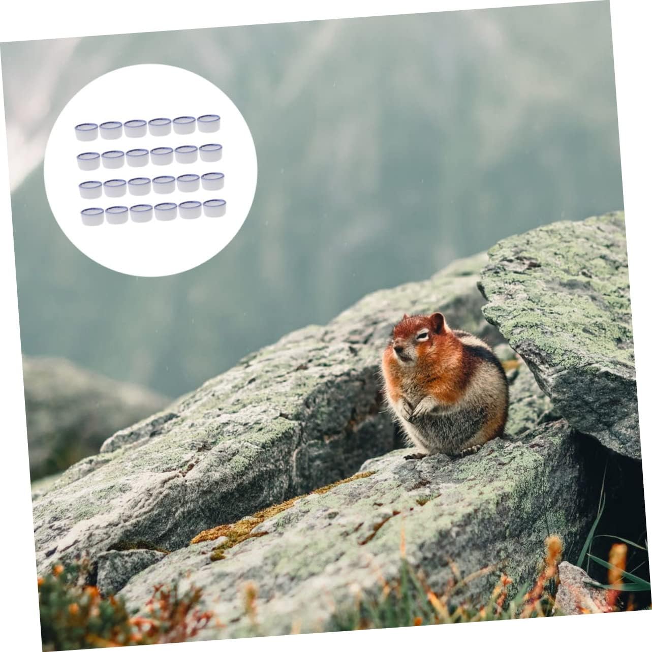 ROMISBABA 24pcs Reptile Supplies Ceramic Climbing Pet Water Basins Reptile Bowl Set for Scorpion Spider