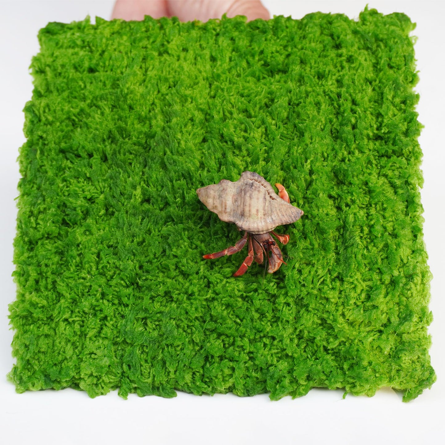 Jinymral Hermit Crab Climbing Wall, 6 Inch Adjustable Hermit Crab Supplies for Hermit Crab Tank