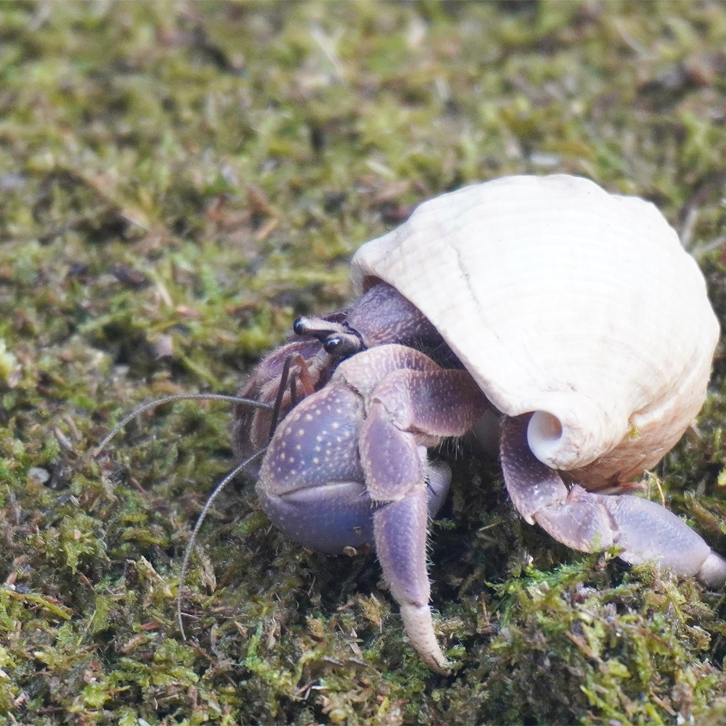 Jinymral Substrat de crabe ermite de 99,2 g, idéal pour les fournitures de crabe ermite pour habitat d'aquarium