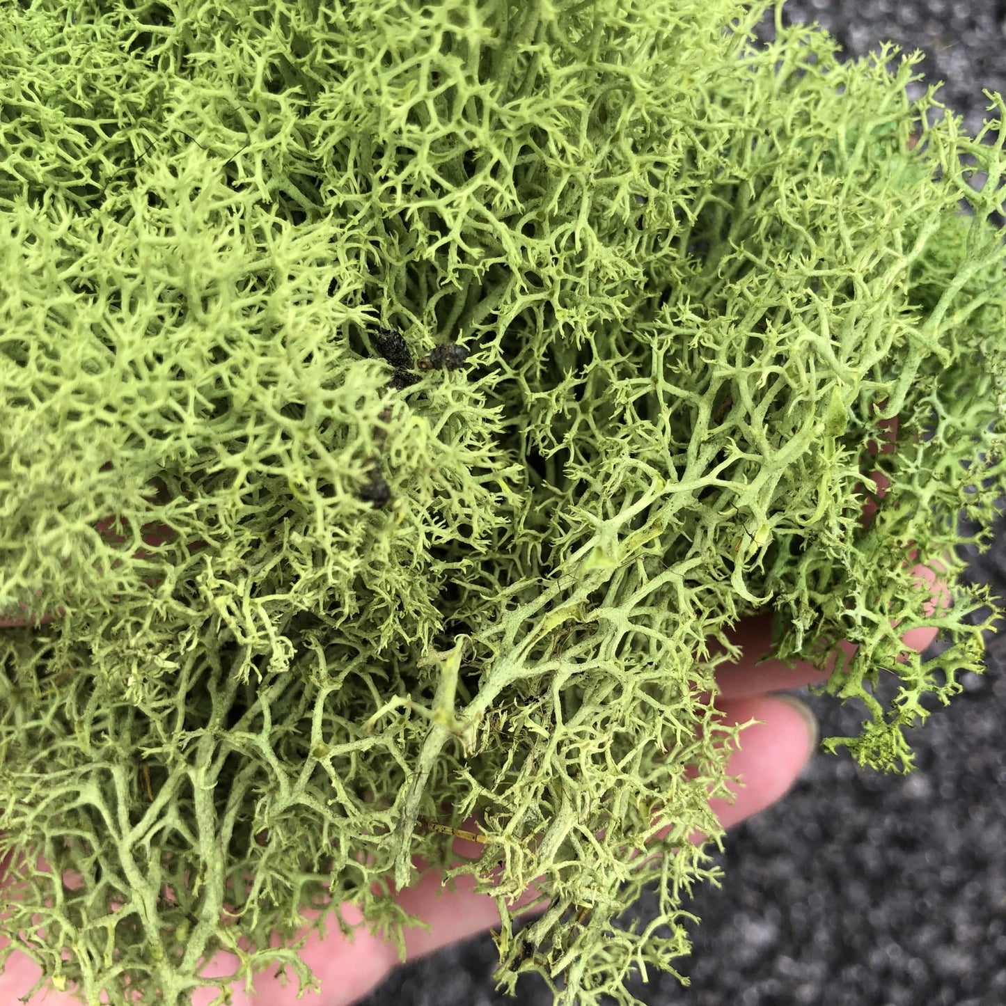 Preserved Reindeer Moss Natural Green DIY Kit Terrariums Gardenning Art Wall Decor Florist Decor Easter Table Decor Wedding Decor (0.85lb)(Green-02)