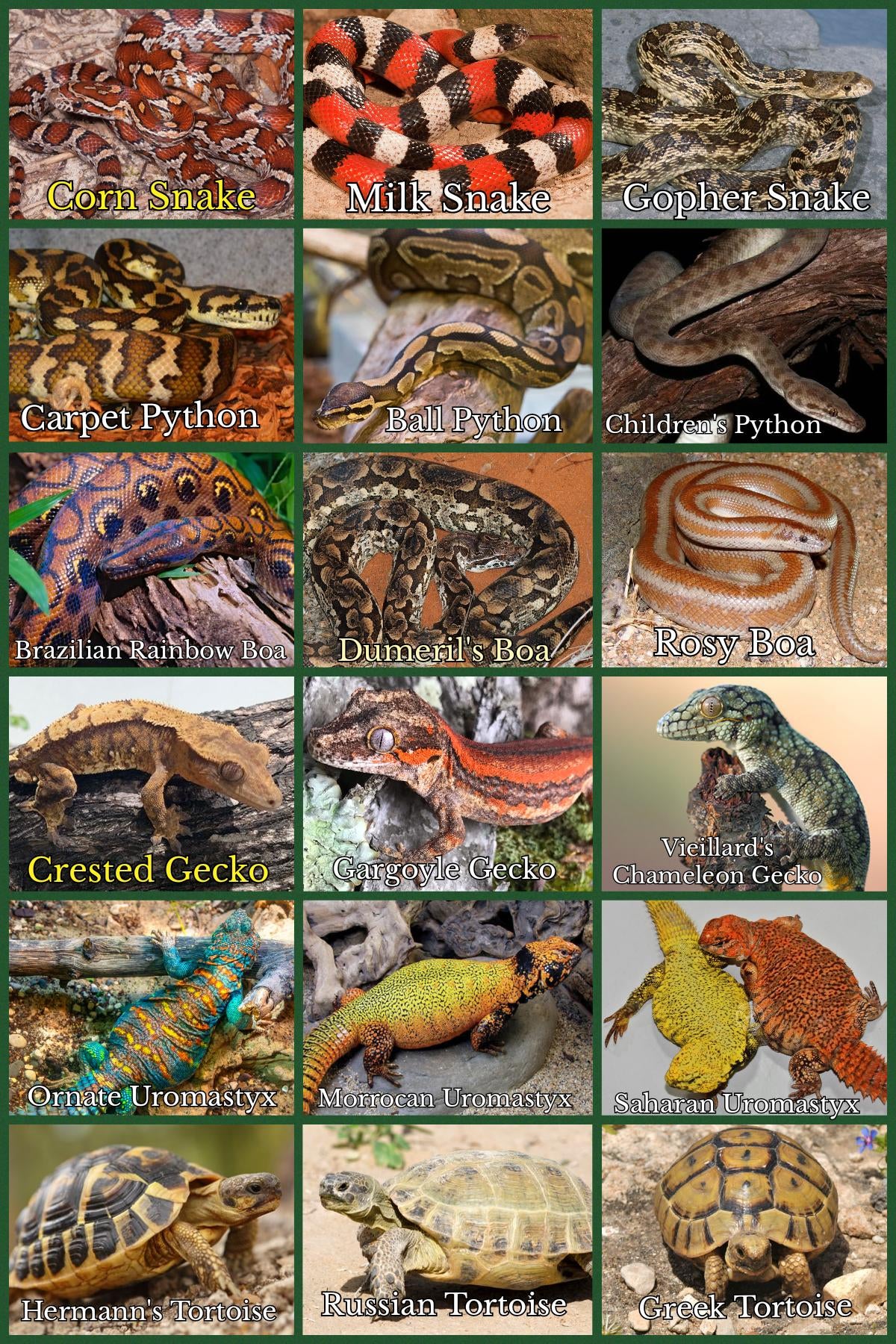 Reptiles & Amphibians