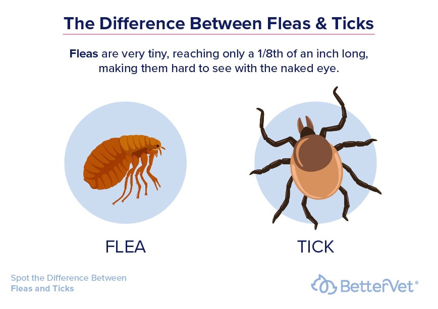 Flea & Tick Control