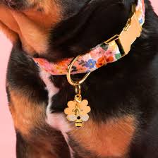 Collars, Leashes, Harnesses & Charms