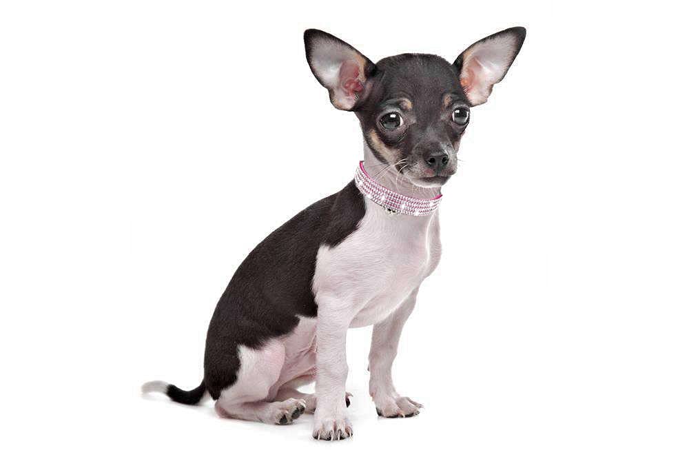 haoyueer Rhinestones Dog Cat Collars with Bell Bling Pet Puppy Collars with Soft Velvet Crystal Collars Girl Jeweled Necklace (Blue) … - Furr-Reel