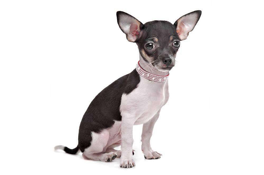 haoyueer Rhinestones Dog Cat Collars with Bell Bling Pet Puppy Collars with Soft Velvet Crystal Collars Girl Jeweled Necklace (Blue) … - Furr-Reel