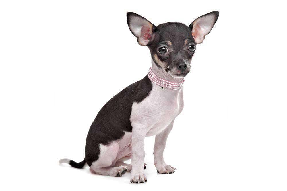 haoyueer Rhinestones Dog Cat Collars with Bell Bling Pet Puppy Collars with Soft Velvet Crystal Collars Girl Jeweled Necklace (Blue) … - Furr-Reel