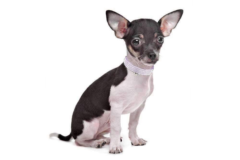 haoyueer Rhinestones Dog Cat Collars with Bell Bling Pet Puppy Collars with Soft Velvet Crystal Collars Girl Jeweled Necklace (Blue) … - Furr-Reel