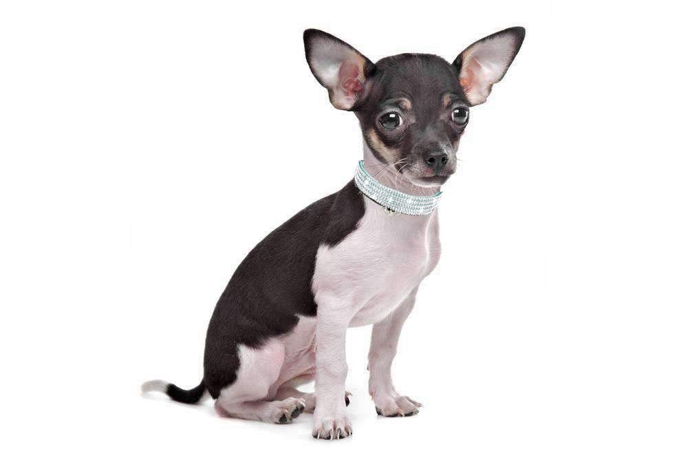 haoyueer Rhinestones Dog Cat Collars with Bell Bling Pet Puppy Collars with Soft Velvet Crystal Collars Girl Jeweled Necklace (Blue) … - Furr-Reel