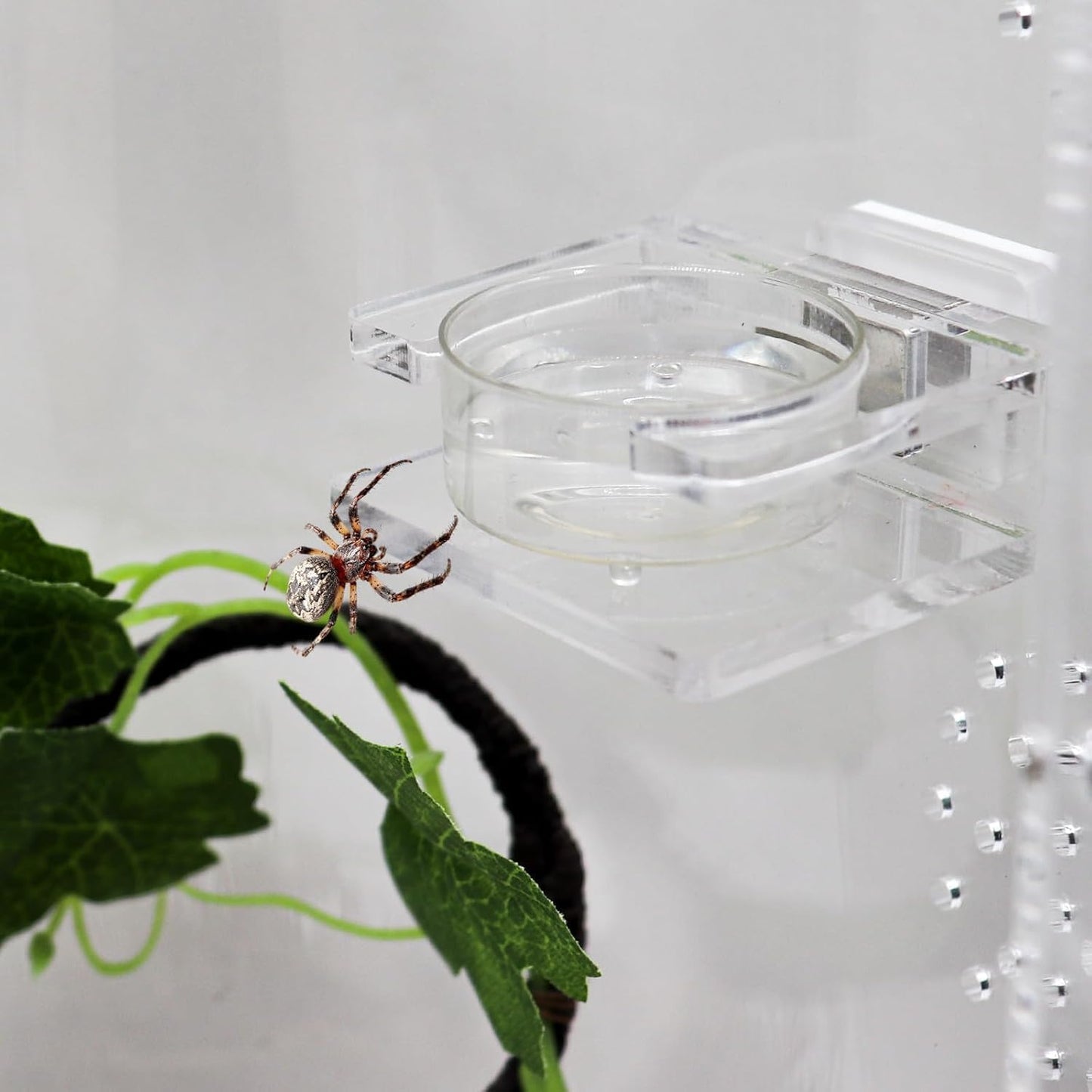Clear Acrylic Magnetic Feeding Dish for Jumping Spider - Tarantula Water Dish and Food Bowl - Enclosure Accessories for Jumping Spider.