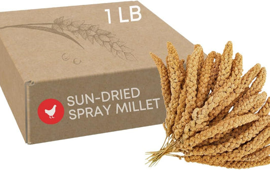 Ma Poule Express Worlds Freshest Sun-Dried Spray Millet GMO and Pesticide Free Original Bird Treat and Supplement for All Pet Birds Parakeets, Cockatiels and Finches 1 Lb