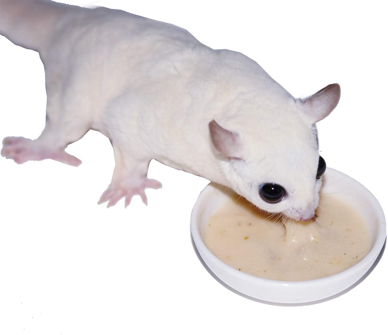 Instant-HPW 8 oz (Makes 1.5 lb) - All Natural Vitamin Enriched Sugar Glider Food - Healthy & Nutritious - High Protein Wombaroo - Staple Diet