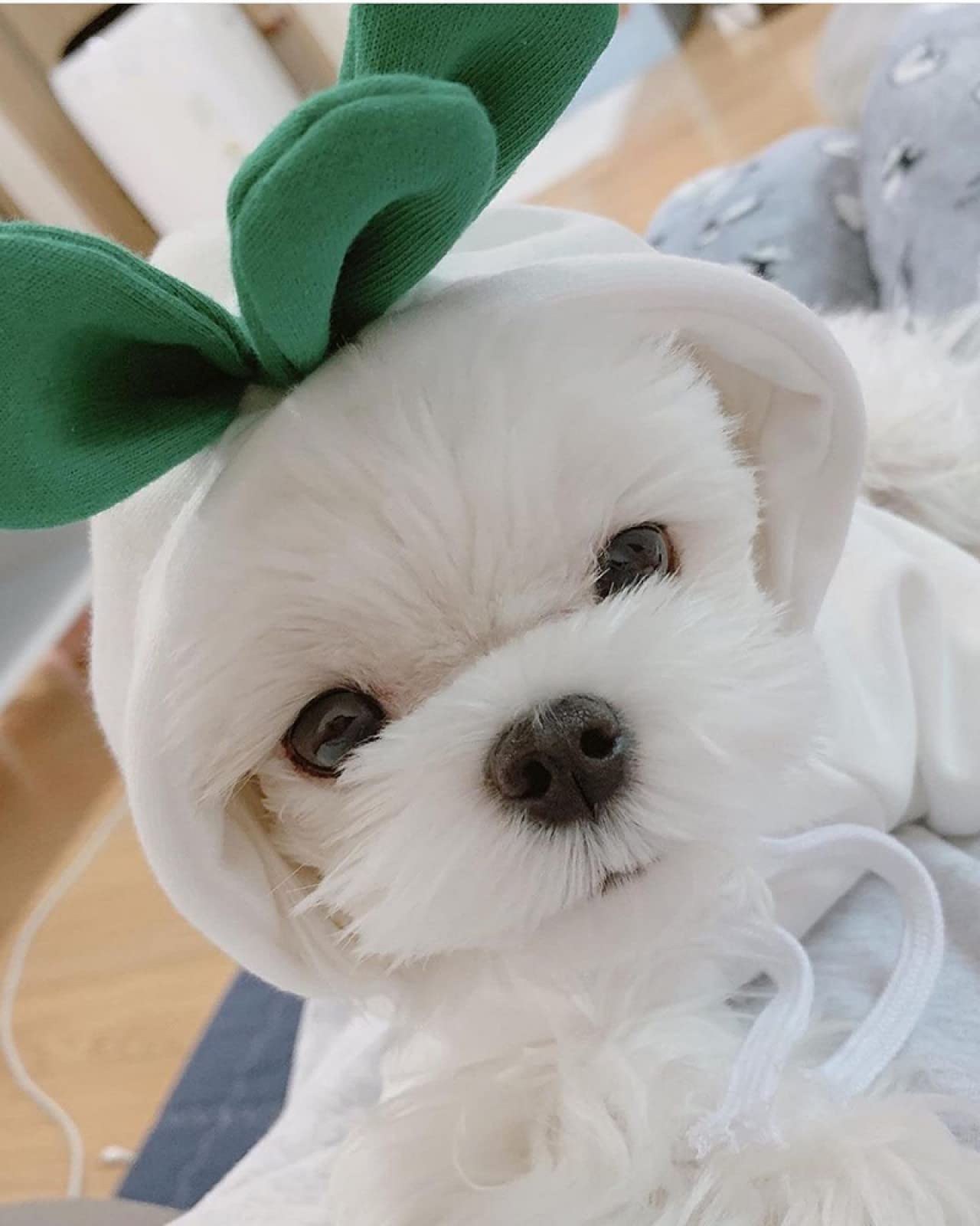 Warm Dog Winter Clothes Cute Fruit Dog Coat Hoodies Fleece Pet Dogs Costume Jacket for French Bulldog Chihuahua Ropa para Perro(Green,S)