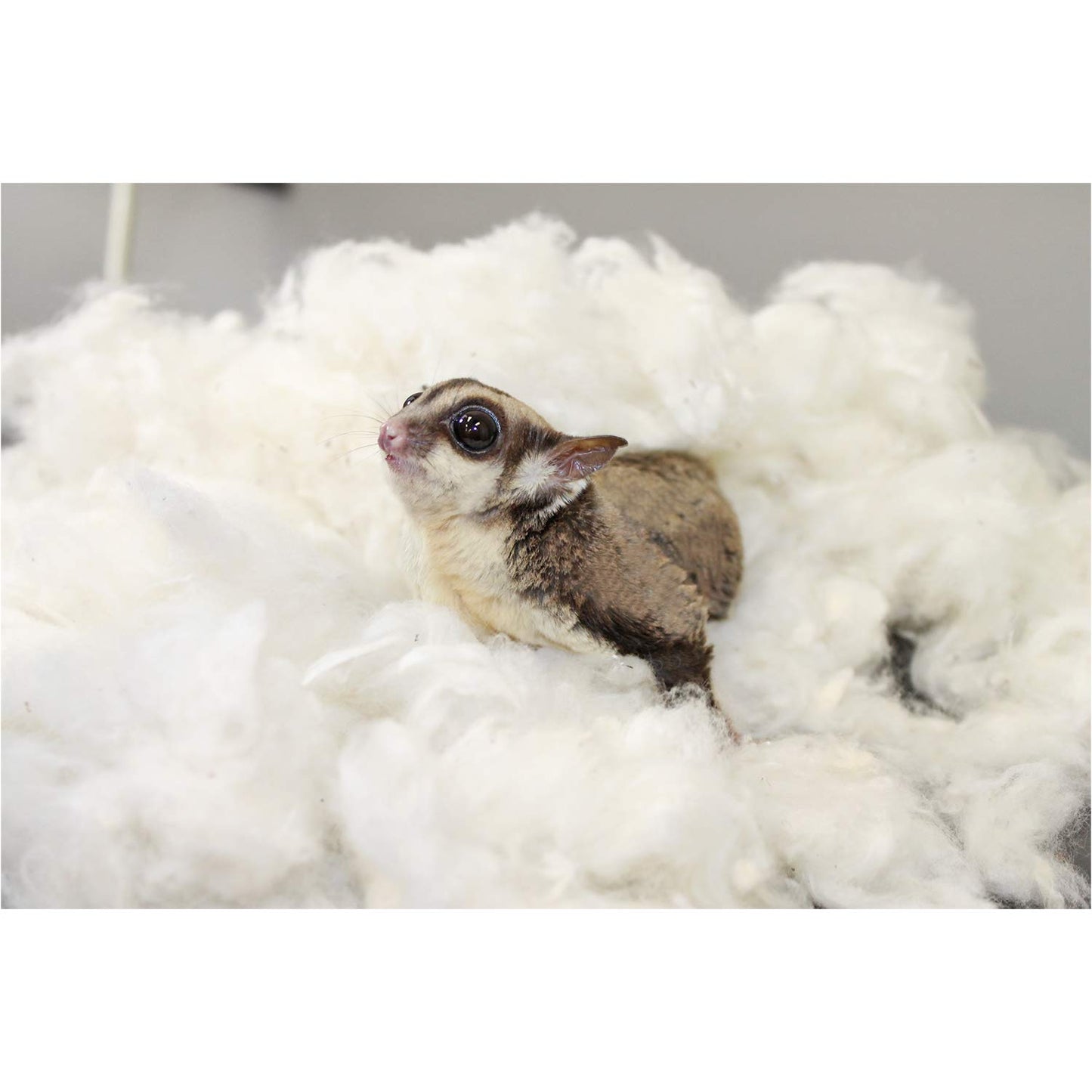 All-Natural Nesting Material (4 oz.) - 100% Cotton Eco-Friendly Animal Bedding - For Sugar Gliders, Squirrels, Hamsters, Rabbits, Chinchillas, Rats, Mice, Gerbils, Guinea Pigs and Other Small Pets