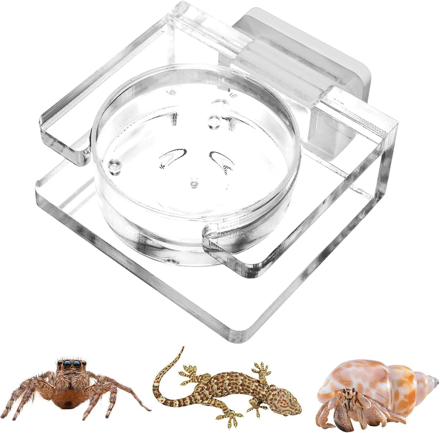 Clear Acrylic Magnetic Feeding Dish for Jumping Spider - Tarantula Water Dish and Food Bowl - Enclosure Accessories for Jumping Spider.