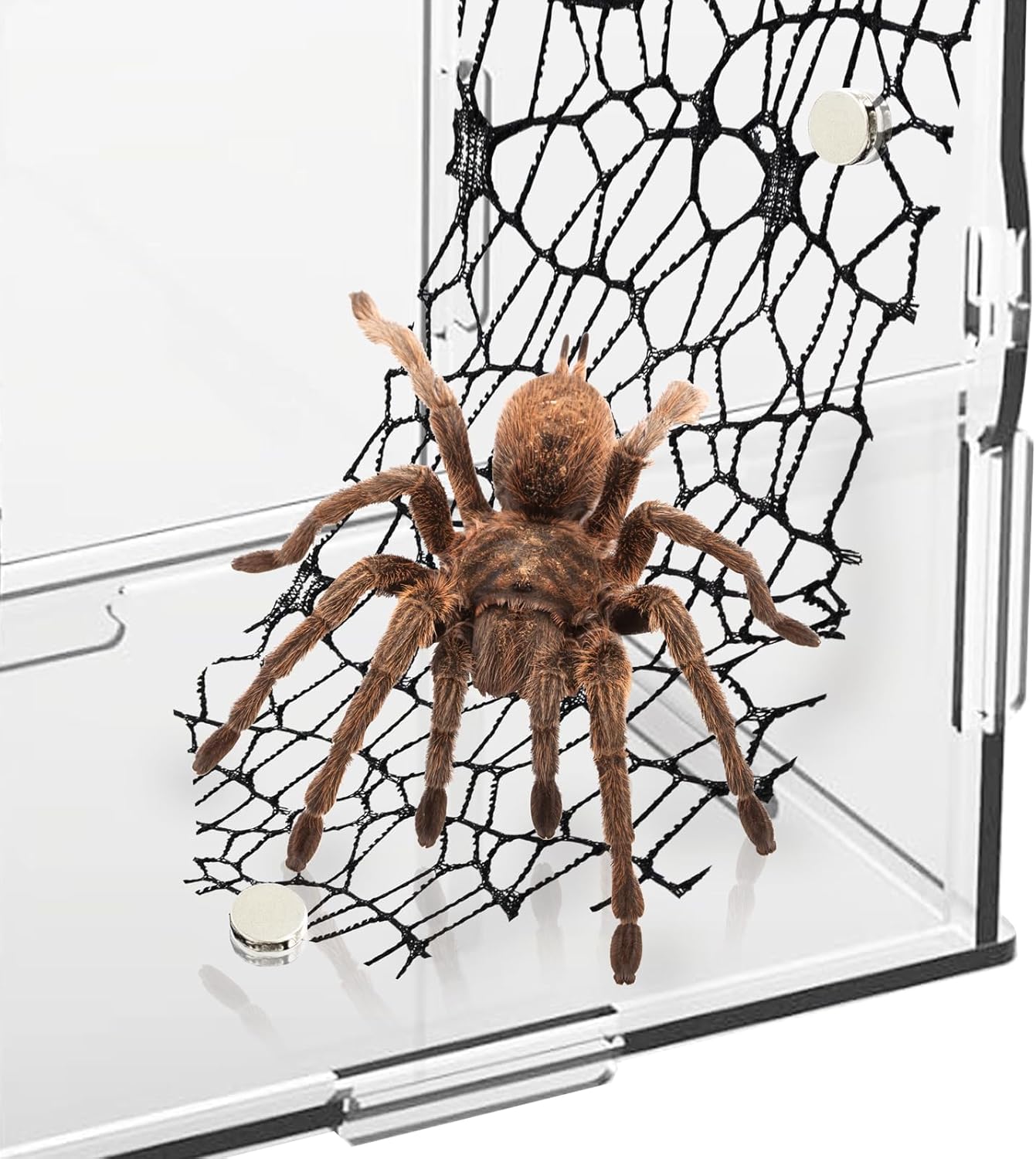 Niuohoy 4 Pack Tarantula Enclosure Accessories Jumping Spider Habitat Accessories with 16pcs Magnets Spider Terrarium Decoration Praying Mantis Habitat Jumping Spider Climbing Mesh (Black)