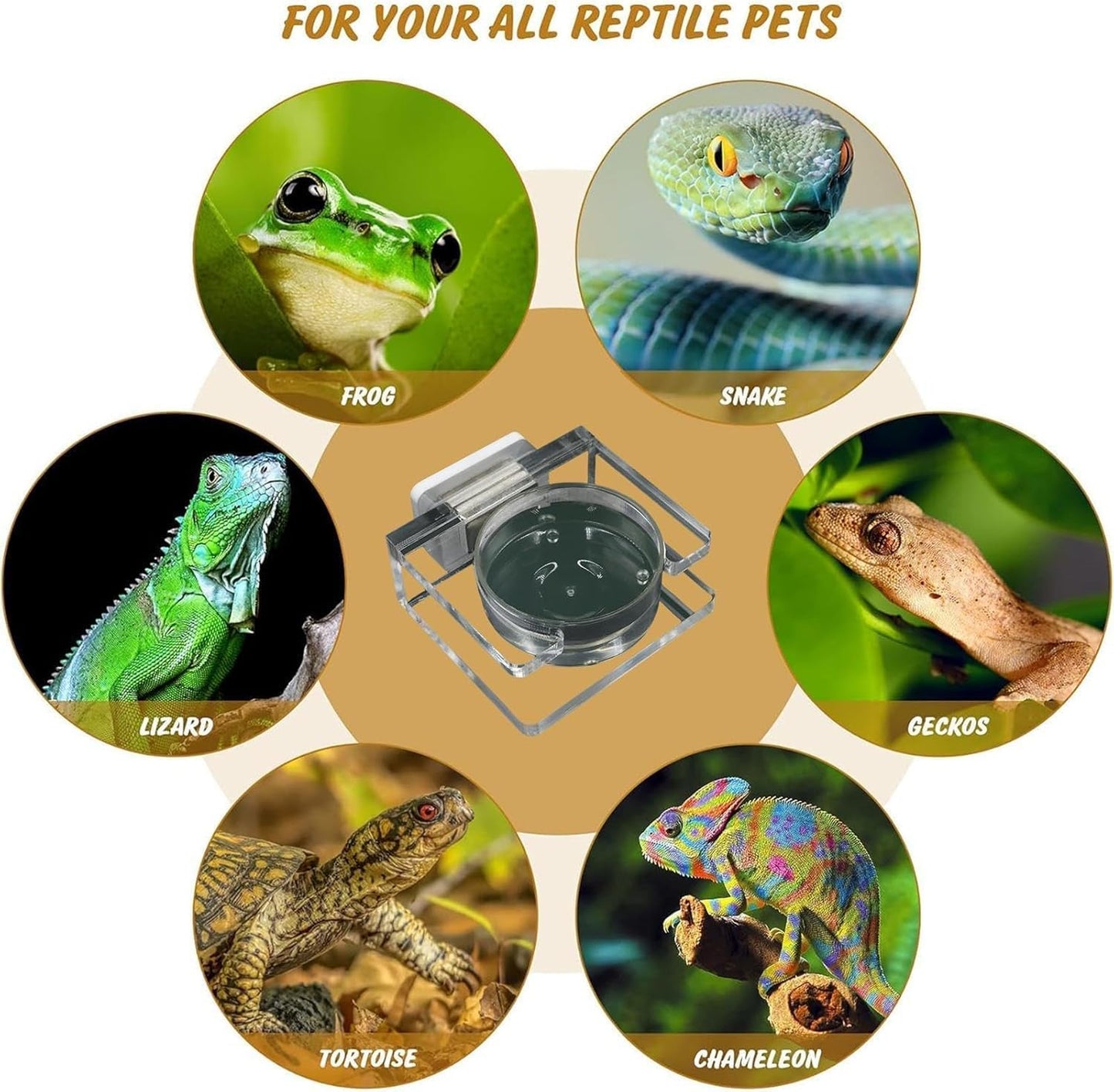 Clear Acrylic Magnetic Feeding Dish for Jumping Spider - Tarantula Water Dish and Food Bowl - Enclosure Accessories for Jumping Spider.