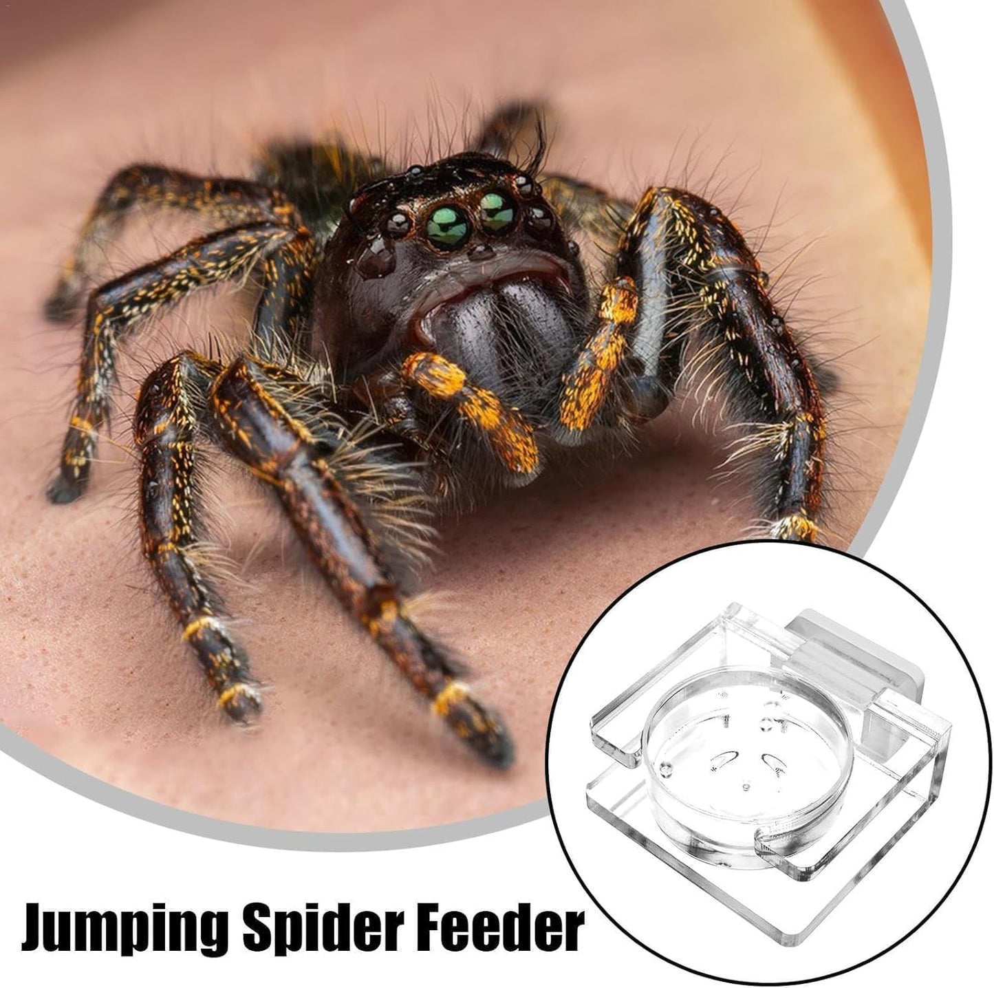 Clear Acrylic Magnetic Feeding Dish for Jumping Spider - Tarantula Water Dish and Food Bowl - Enclosure Accessories for Jumping Spider.