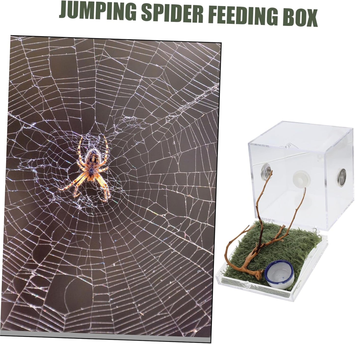 Toyvian 1Set Spider Habitat Box Lightweight Small Pet Breeding Container for Jumping Spider Scorpion Beetle