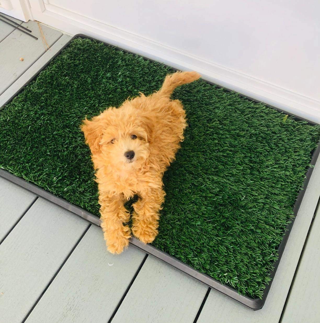 Dog Grass Pad with Tray, Artificial Turf Dog Grass Pee Pad Potty Training for Indoor Outdoor Use, Washable Replacement Potty Mat for Puppy and Small Pet, 20 inch x 25 inch