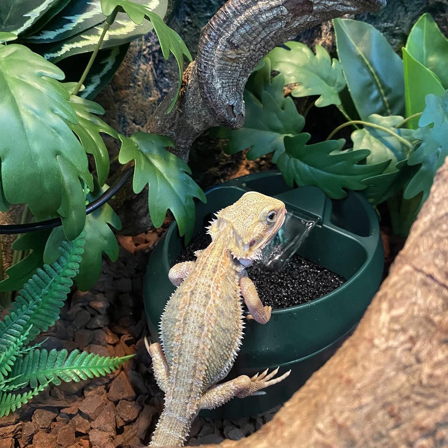 Reptile Chameleon Cantina with Snacks Trough, Drinking Fountain Water Dripper for Amphibians Insects Lizard Turtle Snake Spider Frog Gecko, Comes with Two Pumps (One for Replacement) Furr-Reel