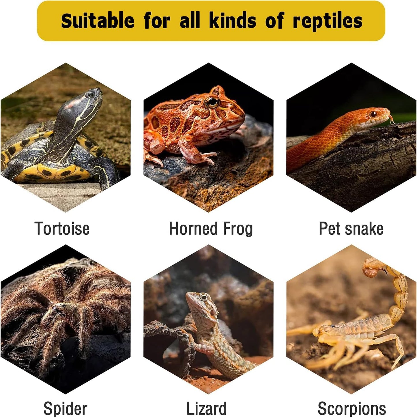 3 in 1 Reptile Hide Cave with Detachable Base & Humidity Dish for Bearded Dragon, Tank Terrarium Decor Humid Hideout for Small Reptiles Crested Gecko, Leopard, Lizard, Snake, Crabs (Hideout 3 in 1)