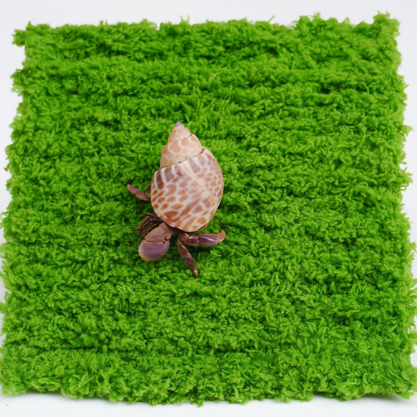 Jinymral Hermit Crab Climbing Wall, 6 Inch Adjustable Hermit Crab Supplies for Hermit Crab Tank