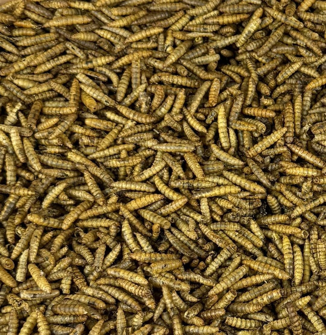 2lb - Dried Black Soldier Fly Larvae by Premium Feeders – Dried mealworms Alternative – Treats for Chicken, Hens, Duck, Bird, Quail, Tortoise, Fish – High Calcium & Protein – All Natural BSF