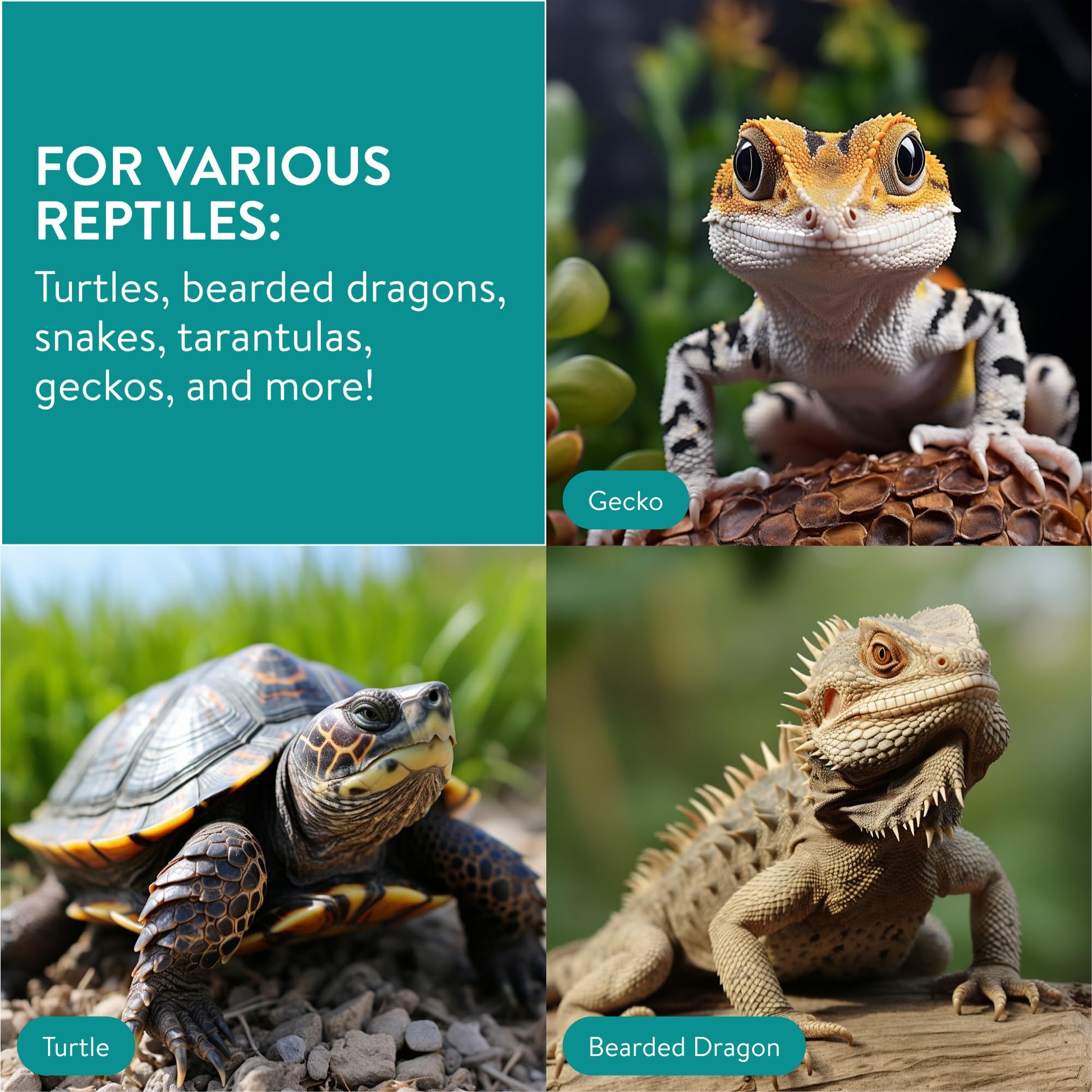Navaris Cactus Shaped Reptile Hide Out - Reptile Accessories for Leopard Gecko, Snake, Tortoise, and More - Unique Hideout for Vivarium Decorations - Furr-Reel