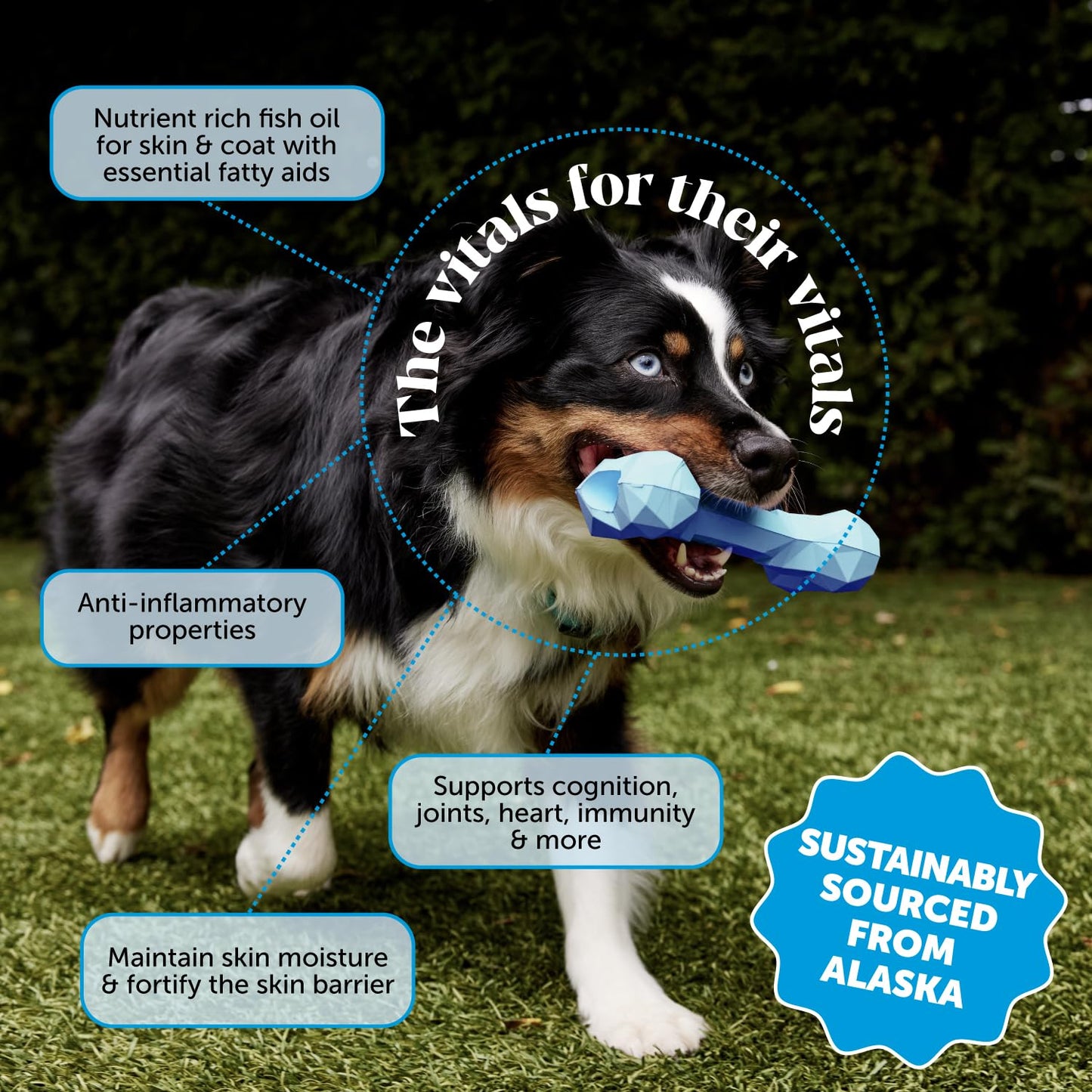 Pet Honesty Cat Skin & Coat Health Chews - Omegas, Vitamin C + E, Biotin Supplement, Soothes Skin and Promotes Shiny Coat, Cat Supplements & Vitamins - Chicken (30-Day Supply)