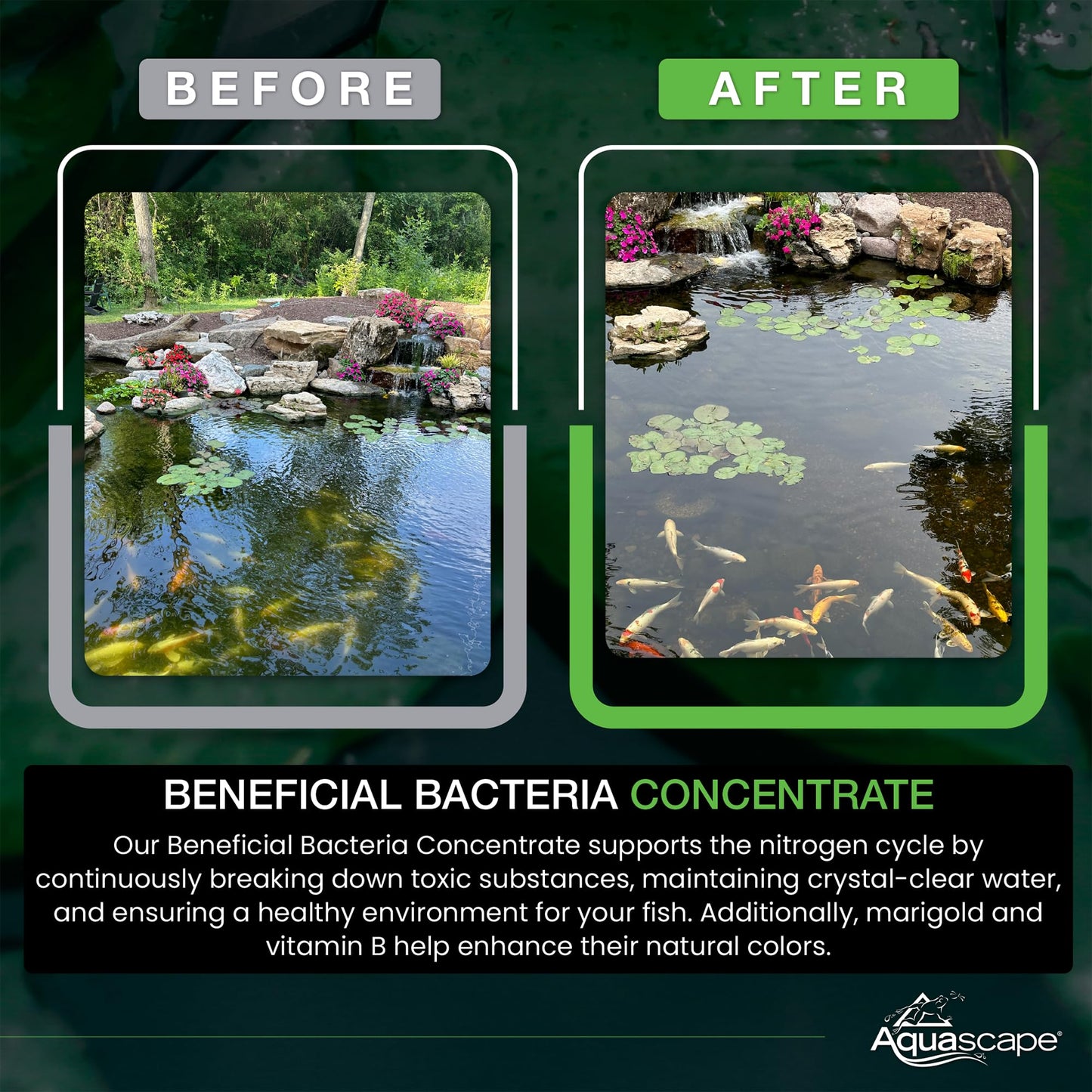 Aquascape 98949 Beneficial Bacteria for Ponds, Dry 1.1 Lbs Furr-Reel