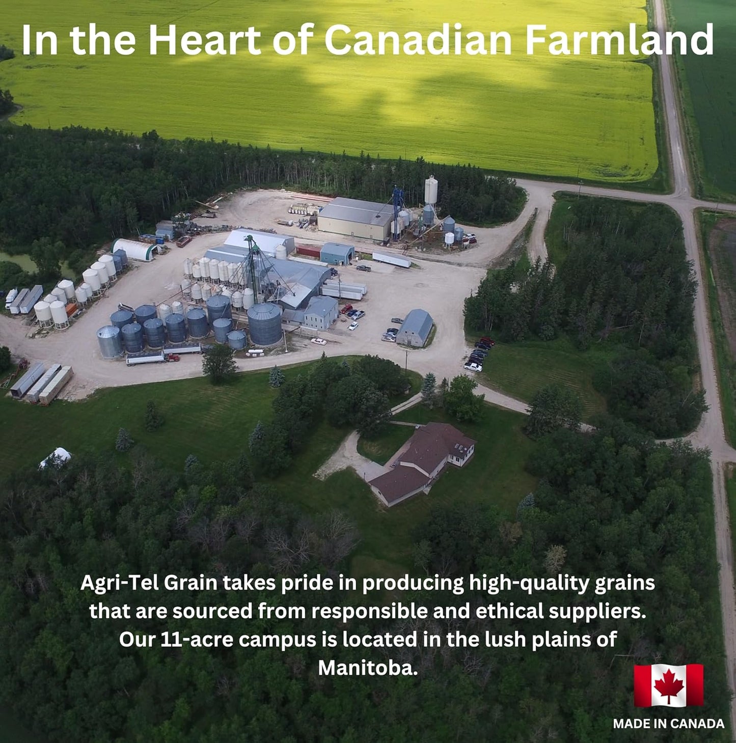 Agri-Tel Premium All Season Wild Songbird Bird Seed for Outside Feeders | 4 kg (9 lb)