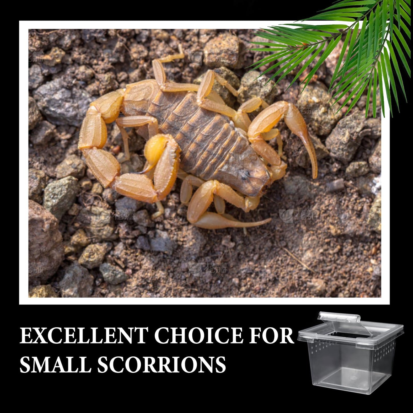 Auch 24 Pcs Insect Spider Terrariums Breeding Box Small Reptile Hatching Container Transparent Cricket Keeper Breeder Box Feeding Spider Cage with Lid for Scorpion Gecko Tortoise (24 Pcs Insect Boxes)