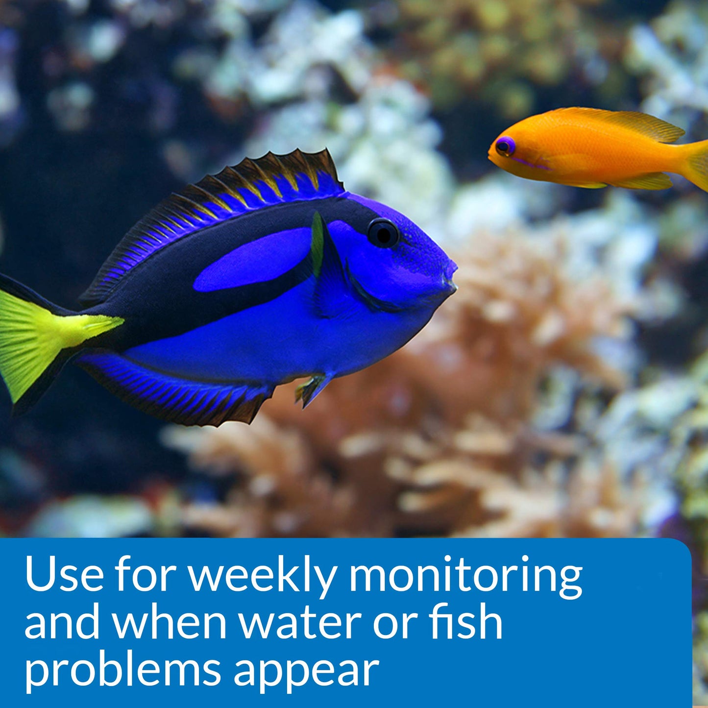 API FRESHWATER MASTER TEST KIT 800-Test Freshwater Aquarium Water Master Test Kit, White, Single, Multi-colored