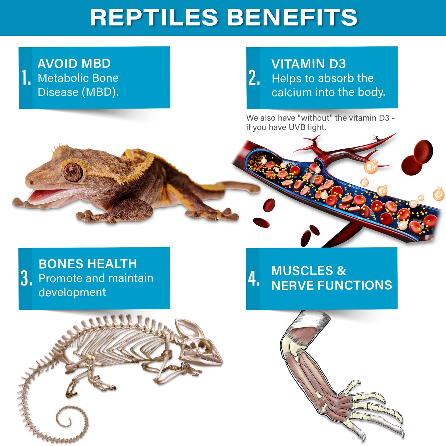 Gargeer 4oz All Reptile Calcium with Vitamin D3, Phosphorus-Free, Ultrafine Powder. Pure dust, Real Fruits Blend Flavored Ready to Use Supplement, for Lizards & Amphibians. Made in The USA. Enjoy !