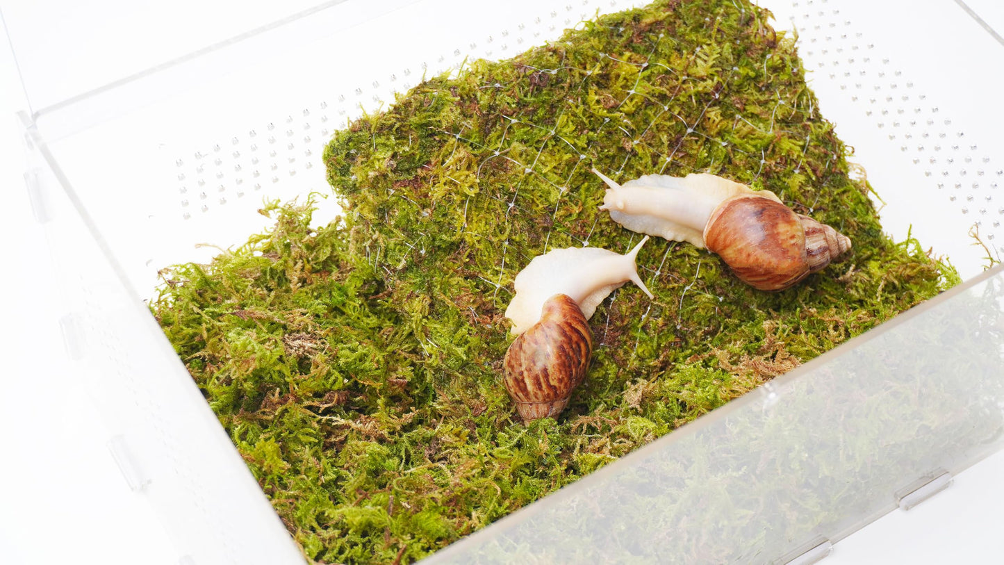 Jinymral Pet Snail Climbing Wall, Great for Pet Snails That Like to Climb, Snail Terrarium Accessories