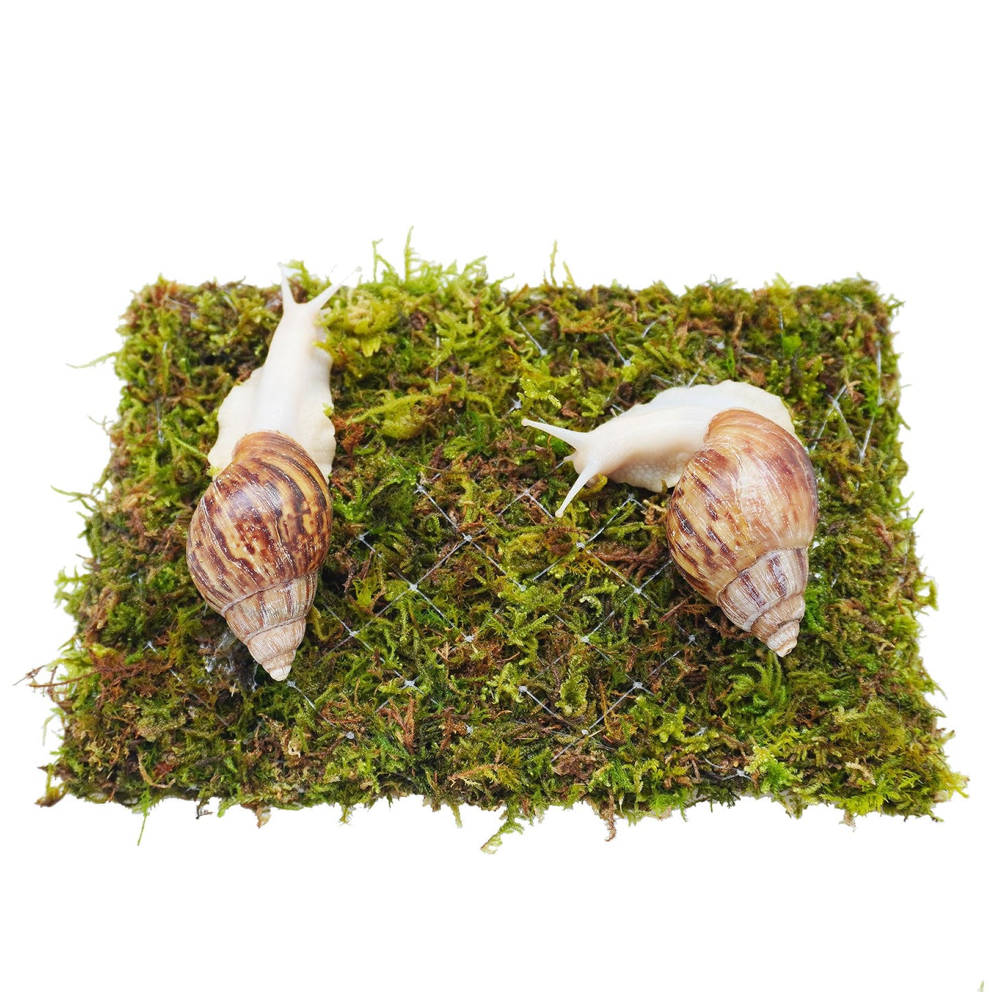 Jinymral Pet Snail Climbing Wall, Great for Pet Snails That Like to Climb, Snail Terrarium Accessories