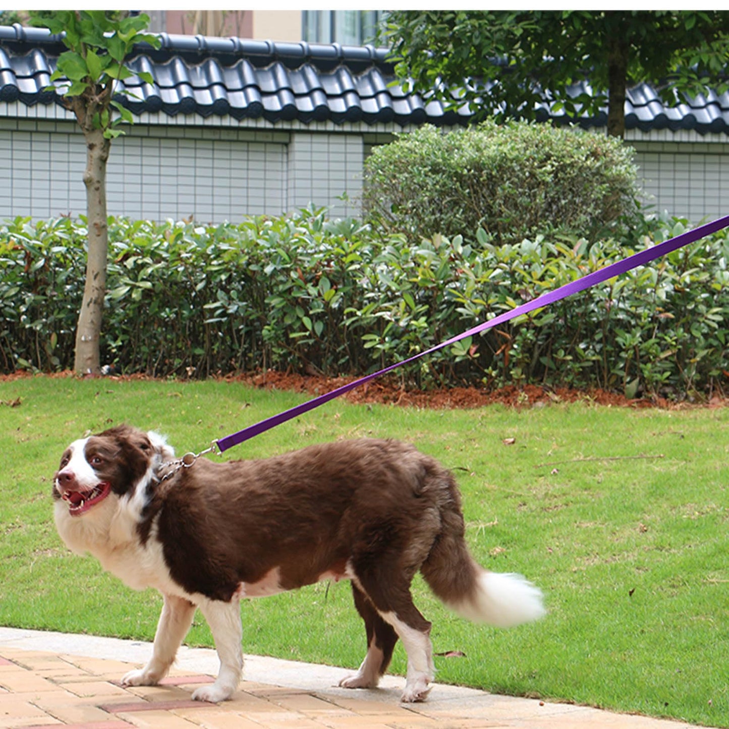 AMAGOOD Dog/Puppy Obedience Recall Training Agility Lead-15 ft 20 ft 30 ft 50 ft Long Leash-for Dog Training,Tie Out,Play,Safety,Camping (15 feet, Black)