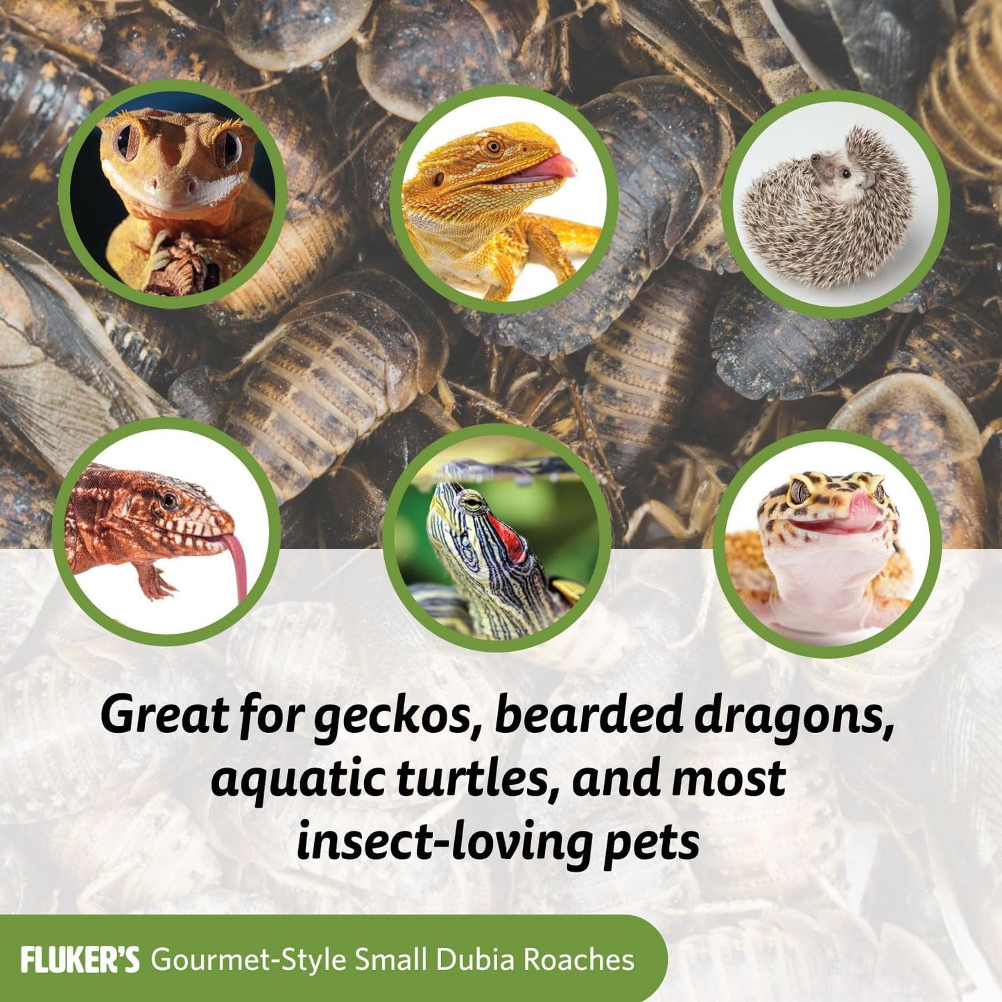 Fluker's Gourmet-Style Canned Dubia Roaches 1.2 oz, Brown - Furr-Reel