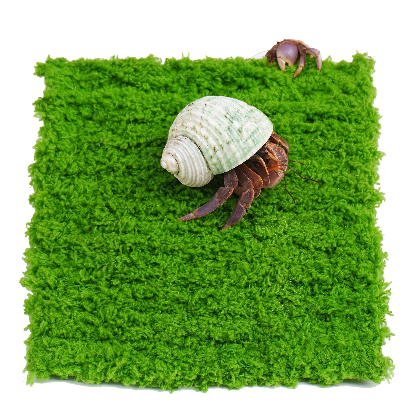 Jinymral Hermit Crab Climbing Wall, 6 Inch Adjustable Hermit Crab Supplies for Hermit Crab Tank