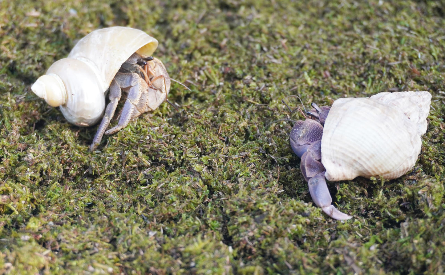 Jinymral Substrat de crabe ermite de 99,2 g, idéal pour les fournitures de crabe ermite pour habitat d'aquarium