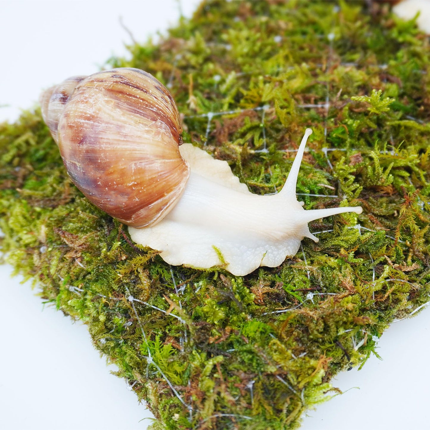 Jinymral Pet Snail Climbing Wall, Great for Pet Snails That Like to Climb, Snail Terrarium Accessories