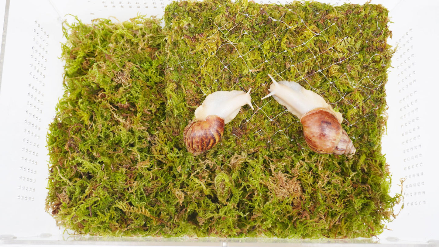Jinymral Pet Snail Climbing Wall, Great for Pet Snails That Like to Climb, Snail Terrarium Accessories