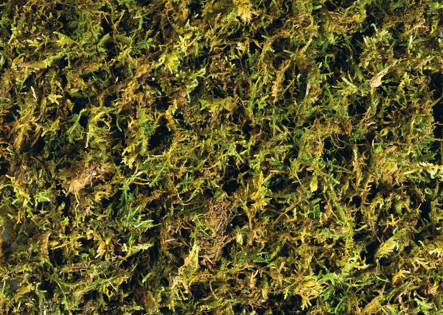 Exo Terra Forest Moss - 2 x 7 qt (2 x 7 L)